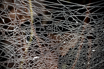 Frosted spider web close up, abstract nature background