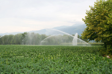 Agricultural irrigation system watering green soybean field. Soybean field on summer. Glycine max