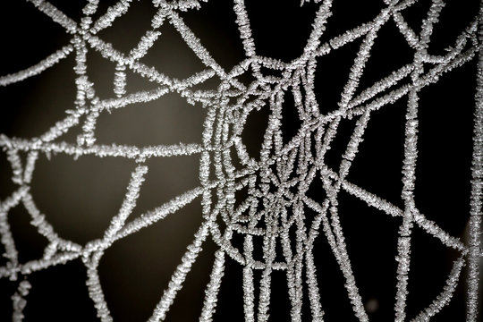 Frosted Spider Web Close Up