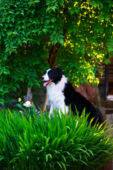 Dog Border Collie sitting in a garden