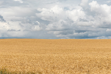 Beautiful field landscape with crops and stormy sky.