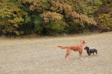 Unedited autumn pictures of the popular Hungarian park called Normafa with dogs