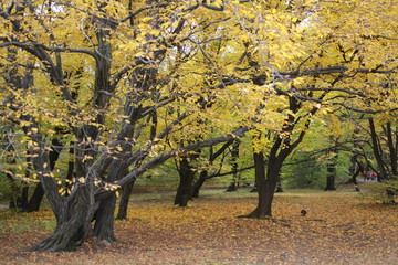 Unedited autumn pictures of the popular Hungarian park called Normafa