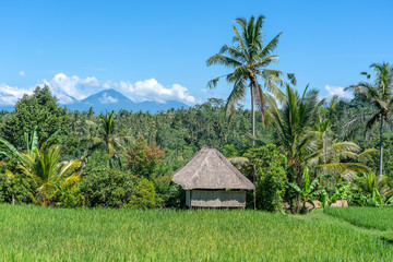 Fototapeta na wymiar Landscape with rice fields, straw house and palm tree at sunny day in island Bali, Indonesia. Nature and travel concept