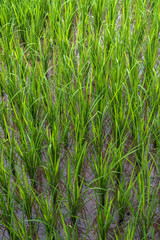 Rice on field. Green leaves.