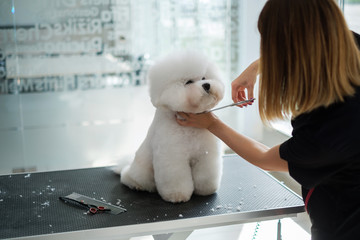 Bichon Fries at a dog grooming salon