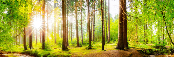 Wald Panorama mit heller Sonne, die durch die Bäume scheint - obrazy, fototapety, plakaty