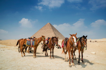 Tourist horses around Giza pyramid complex, Giza Plateau, near Cairo, Egypt