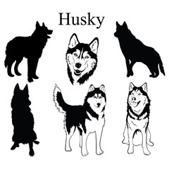 Husky set. Collection of pedigree dogs. Black and white illustration of a husky dog. Vector drawing of a pet. Tattoo. © Igor