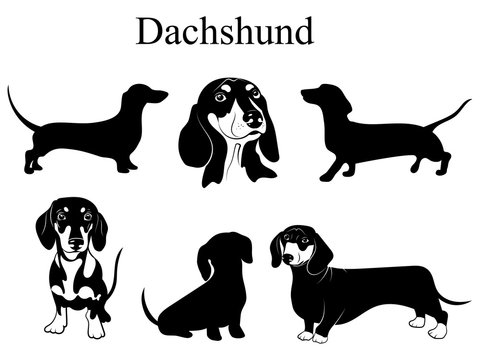 Dachshund set. Collection of pedigree dogs. Black white illustration of a dachshund dog. Vector drawing of a pet. Tattoo.