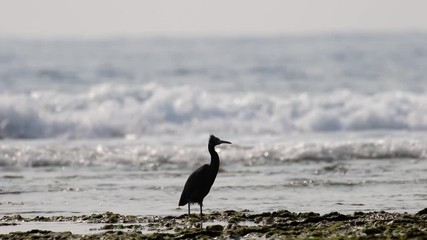 波打ち際に立つクロサギ