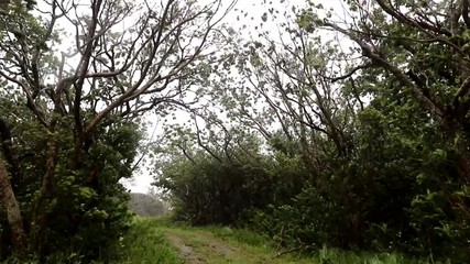 台風時の公園の風景