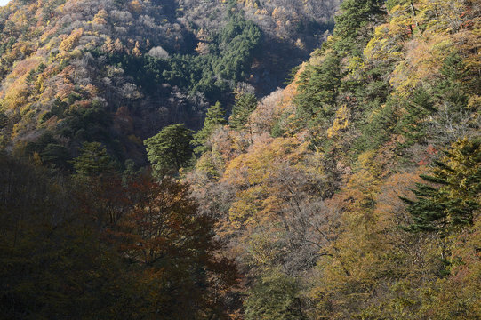 秋の森 © sunnysunny