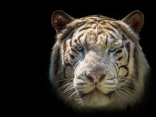 Siberian white tiger face on a black background.