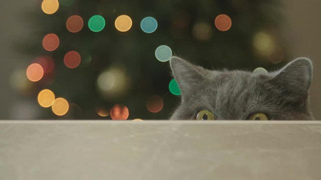Cat looking funny on Christmas tree background. Cat celebrate Christmas and New Year. Cat with big eyes peeps out from under the table on Christmas tree background. Christmas and New Year Decoration. 