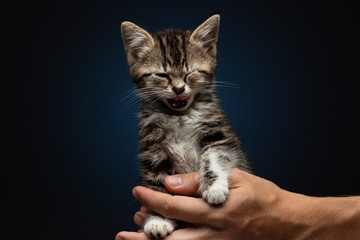 Kitty is in your hands on the dark background