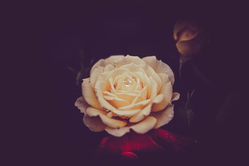 Vintage single rose flower background