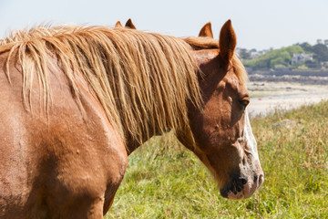 Chestnut Trait Breton horses in a field near the coast in Brittany