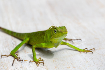 Portrait of a small green iguana in profile on tropical island Bali, Indonesia. Close up, macro