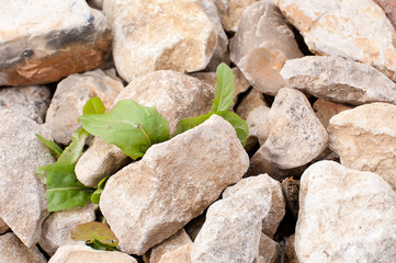 A flower breaks through a stone