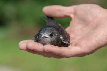The man hand holds the swifts found in order to let go, close up. Newborn swift in human arms . Care of a small bird that fell out of the nest. Wildlife conservation