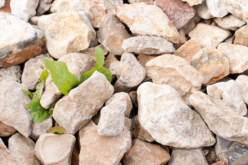 A flower breaks through a stone