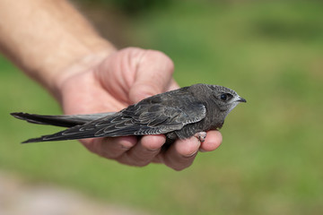 The man hand holds the swifts found in order to let go, close up. Newborn swift in human arms ....