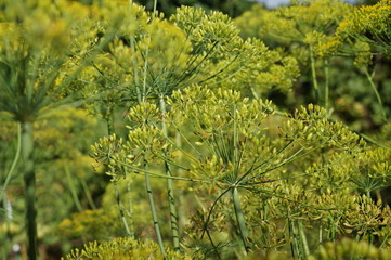  dill flowers