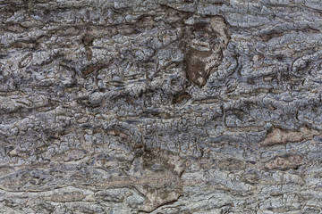 Tree bark background