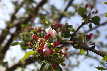  apple with flowers