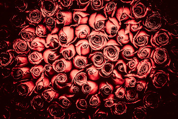 Rosenblüte im roten Farbton © YiuCheung