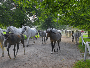 Kladruby nad Labem, National Stud Farm, UNESCO World Heritage Site, Czech republic. The Old...