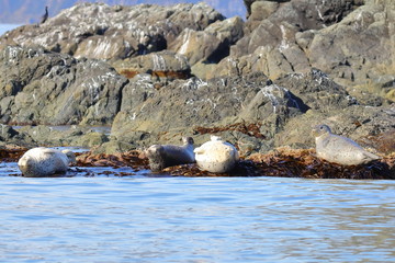 Spotted seals (largha seal, Phoca largha) laying on coastal rocks. Wild spotted seal sanctuary. Calm blue sea, wild marine mammals in natural habitat.