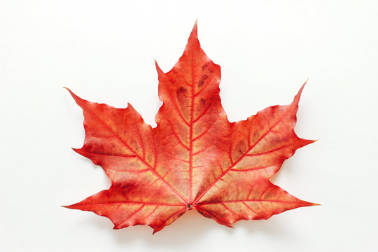 Maple leaf isolated on white background. Red  fall foliage concept. Meet Autumn, September, October, November, pattern