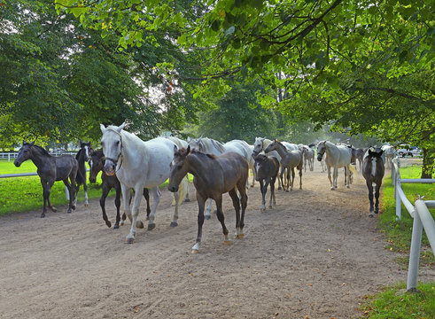 Kladruby nad Labem, National Stud Farm, UNESCO World Heritage Site, Czech republic. The Old Kladruber horses, historically the grey horses were used for ceremonial service at the royal, imperial court