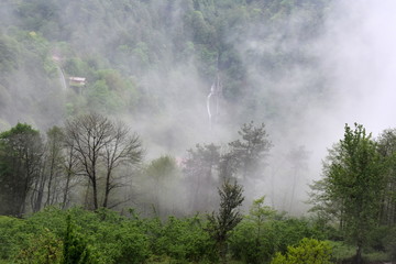 fog in the forest