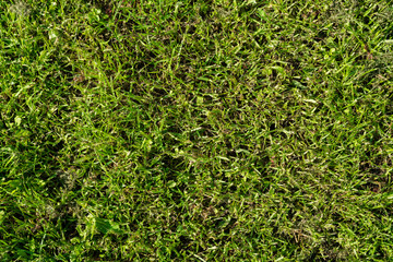 Green grass soccer field background