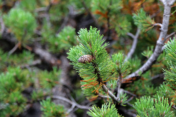 Pinus mugo creeping pine Conifer in the Alps