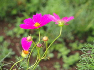 野原に咲くコスモス