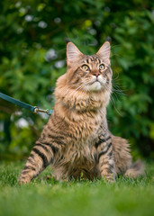 Black tabby Maine Coon cat with leash sitting on green grass in park. Pets walking outdoor adventure.