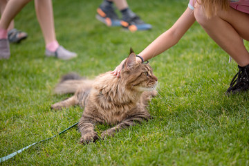 Portrait of Black tabby Maine Coon Cat at park. Children are stroked the big cat lying on the green grass. Young cute Cat with leash relaxing. Pets walking outdoor adventure.