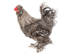 Chinese cockerel isolated on a white background.