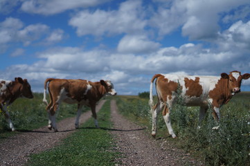 Fototapeta na wymiar two cows cross the road in the village