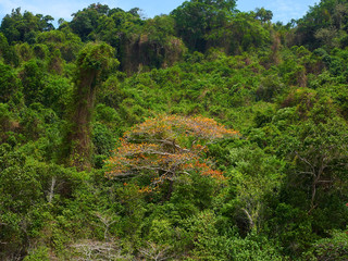 tropical island in the sea