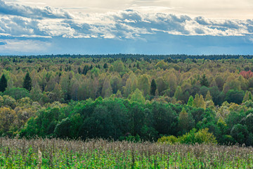 Fototapeta premium mixed forest. Soft focus. Abstract defocused image.