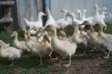 flock of geese