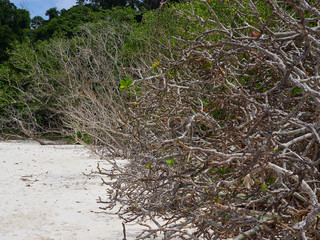 Obraz premium beach in thailand, Moo Koh Surin