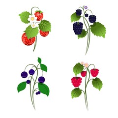 Illustration Set of Four Berry Bushes