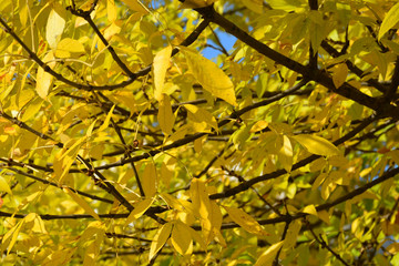 Autumn background with yellow leaves. Colorful autumn yellow foliage , closeup. 