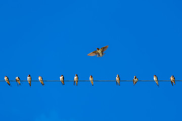 Sparrows perched on wires With the back is a blue sky
